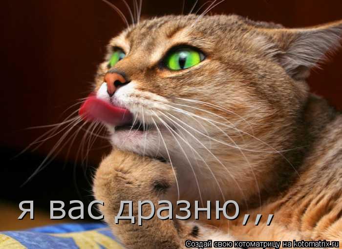 Котоматрица: я вас дразню,,,