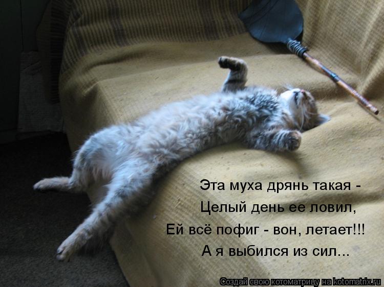 Эта муха дрянь такая - Целый день ее ловил, Ей всё пофиг - вон, летает!!! А я выбился из сил...... Котоматрица: Эта муха дрянь такая - Целый день ее ловил, Ей всё пофиг - вон, летает!!! А я выбился из сил...