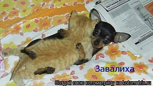 Котоматрица: Завалиха