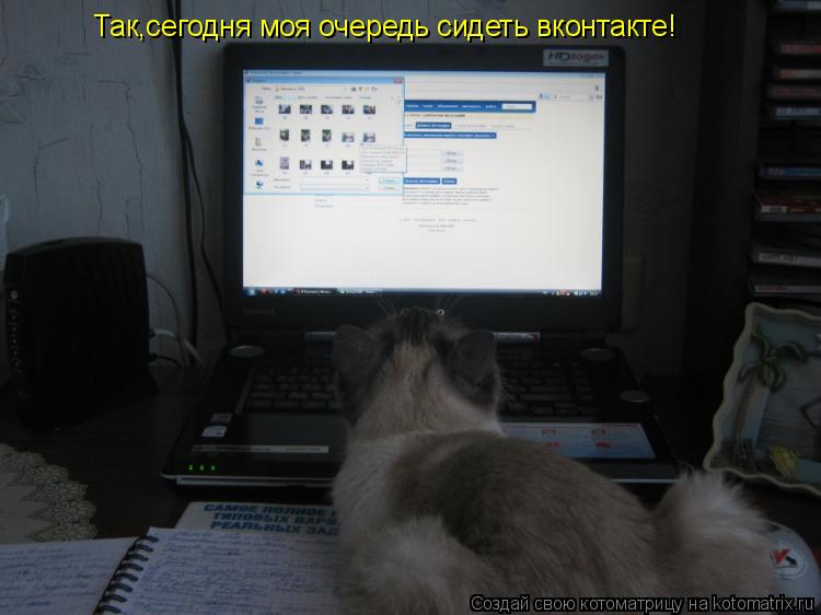 Котоматрица: Так,сегодня моя очередь сидеть вконтакте!