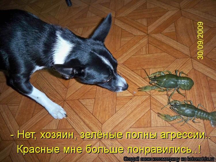 - Нет, хозяин, зелёные полны агрессии.. Красные мне больше понравились..!... Котоматрица: - Нет, хозяин, зелёные полны агрессии.. Красные мне больше понравились..!
