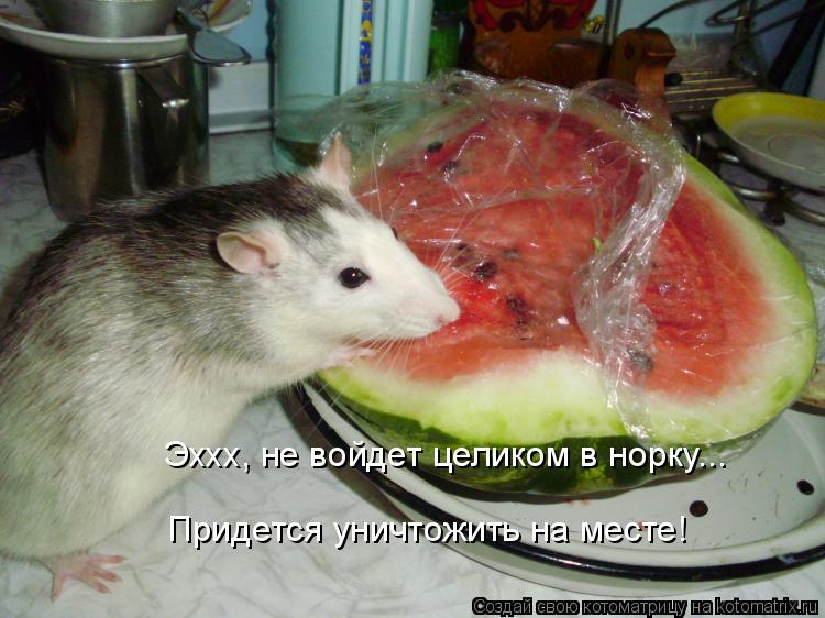 Котоматрица: Эххх, не войдет целиком в норку... Придется уничтожить на месте!