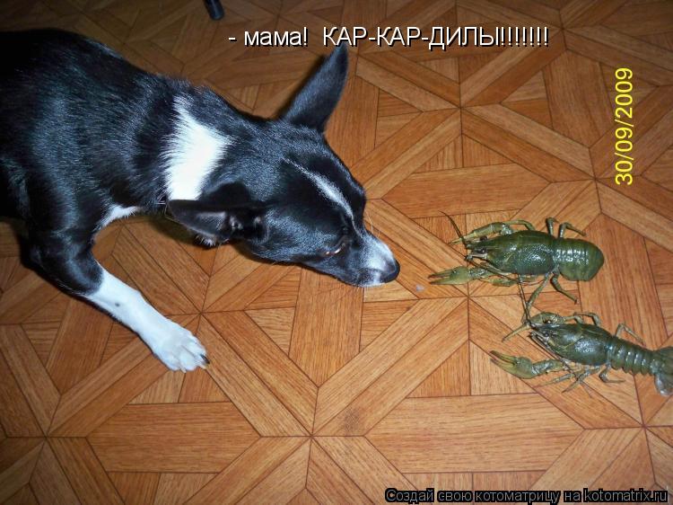 Котоматрица: - мама!  КАР-КАР-ДИЛЫ!!!!!!!