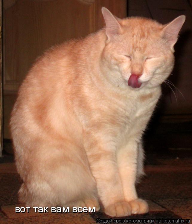 Котоматрица: вот так вам всем