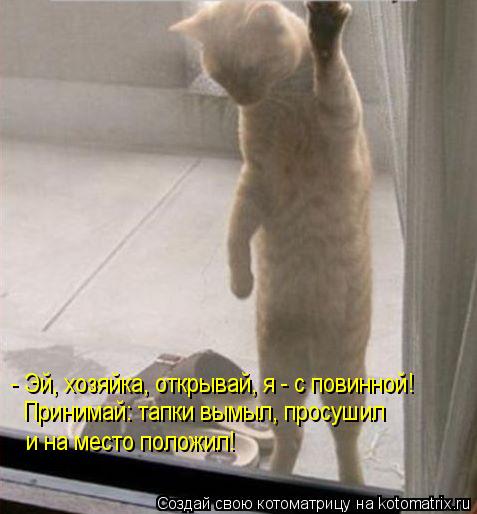Котоматрица: - Эй, хозяйка, открывай, я - с повинной! Принимай: тапки вымыл, просушил и на место положил!