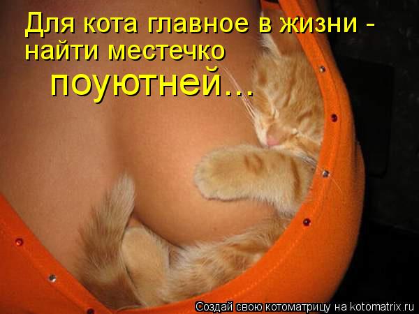 Для кота главное в жизни - найти местечко поуютней...... Котоматрица: Для кота главное в жизни - найти местечко поуютней...