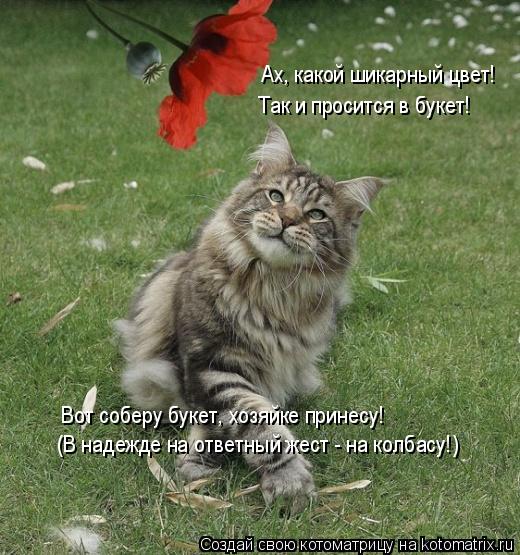 Ах, какой шикарный цвет! Так и просится в букет! Вот соберу букет, хозяйке принесу! (В надежде на отв... Котоматрица: Ах, какой шикарный цвет! Так и просится в букет! Вот соберу букет, хозяйке принесу! (В надежде на ответный жест - на колбасу!)