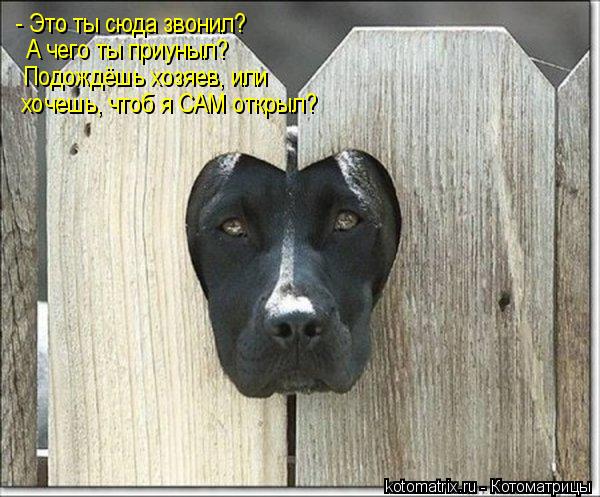 - Это ты сюда звонил? А чего ты приуныл? Подождёшь хозяев, или хочешь, чтоб я САМ открыл?... Котоматрица: - Это ты сюда звонил? А чего ты приуныл? Подождёшь хозяев, или хочешь, чтоб я САМ открыл?