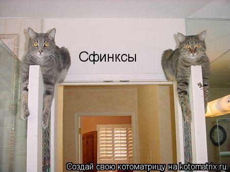 Котоматрица: Сфинксы