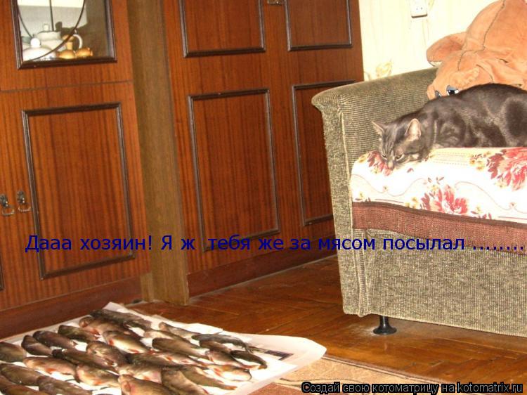 Котоматрица: Дааа хозяин! Я ж  тебя же за мясом посылал ........