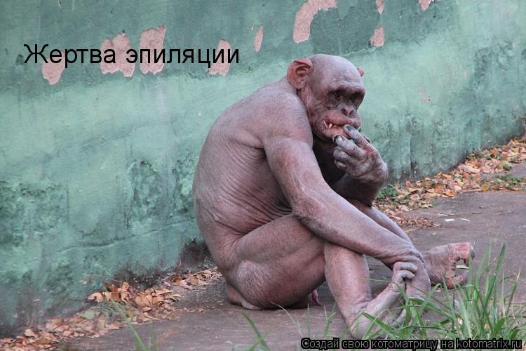 Котоматрица: Жертва эпиляции