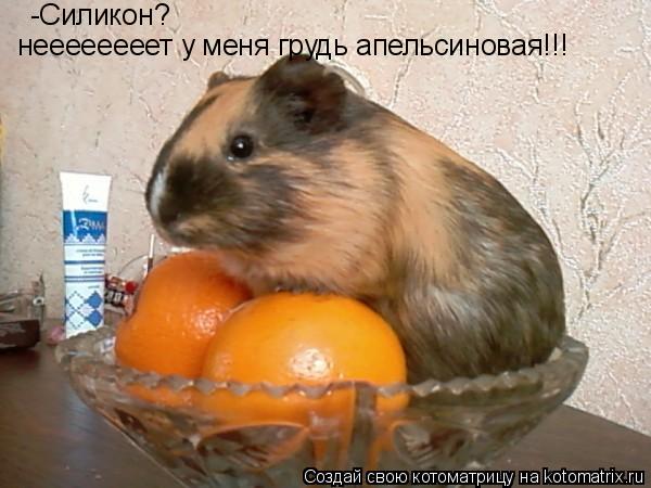 Котоматрица: неееееееет у меня грудь апельсиновая!!! -Силикон?