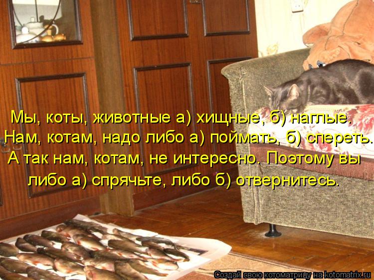 Мы, коты, животные а) хищные, б) наглые. Нам, котам, надо либо а) поймать, б) спереть. А так нам, ко... Котоматрица: Мы, коты, животные а) хищные, б) наглые. Нам, котам, надо либо а) поймать, б) спереть. А так нам, котам, не интересно. Поэтому вы либо а) спрячьте,