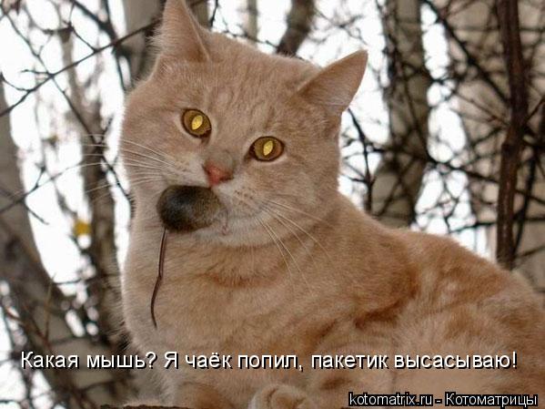 Какая мышь? Я чаёк попил, пакетик высасываю!... Котоматрица: Какая мышь? Я чаёк попил, пакетик высасываю!