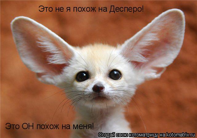 Котоматрица: Это не я похож на Десперо! Это ОН похож на меня!