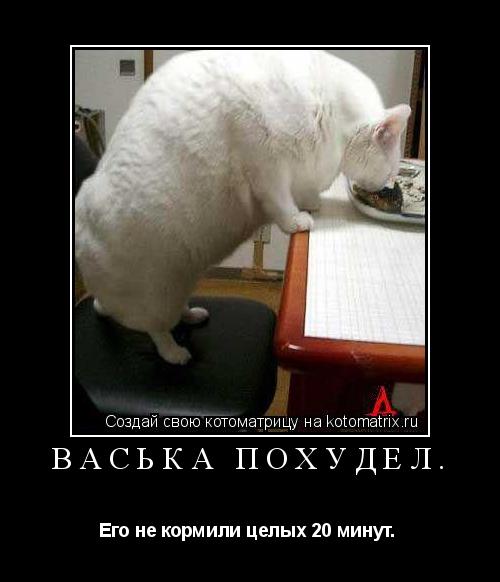 Котоматрица: Васька похудел. Его не кормили целых 20 минут. 