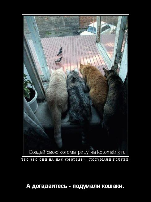 Котоматрица: Что это они на нас смотрят? - подумали голуби. А догадайтесь - подумали кошаки.