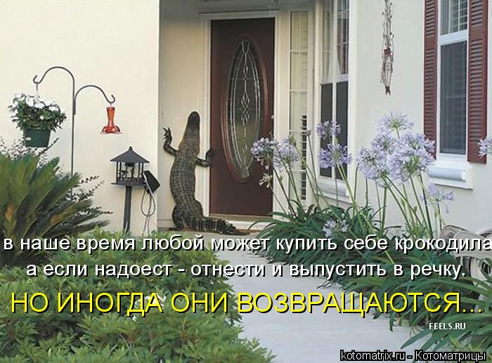 в наше время любой может купить себе крокодила. а если надоест - отнести и выпустить в речку. НО ИНО... Котоматрица: в наше время любой может купить себе крокодила. а если надоест - отнести и выпустить в речку. НО ИНОГДА ОНИ ВОЗВРАЩАЮТСЯ...