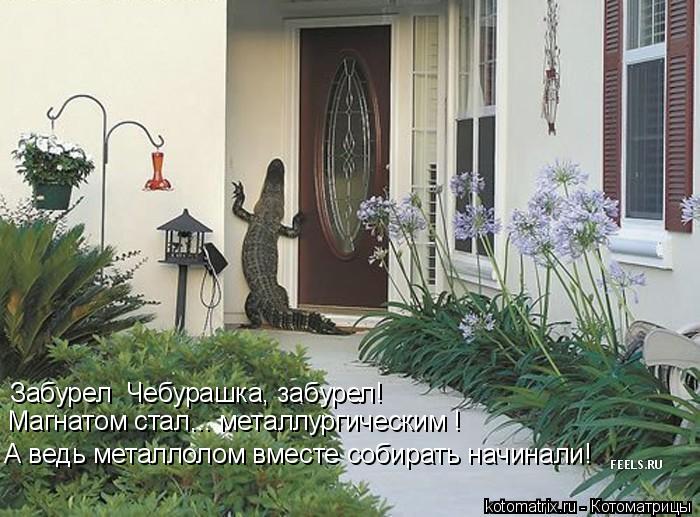 Забурел Чебурашка, забурел! Магнатом стал... металлургическим ! А ведь металлолом вместе собирать н... Котоматрица: Забурел Чебурашка, забурел! Магнатом стал... металлургическим ! А ведь металлолом вместе собирать начинали!