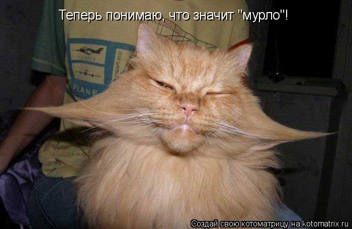 Котоматрица: Теперь понимаю, что значит "мурло"!