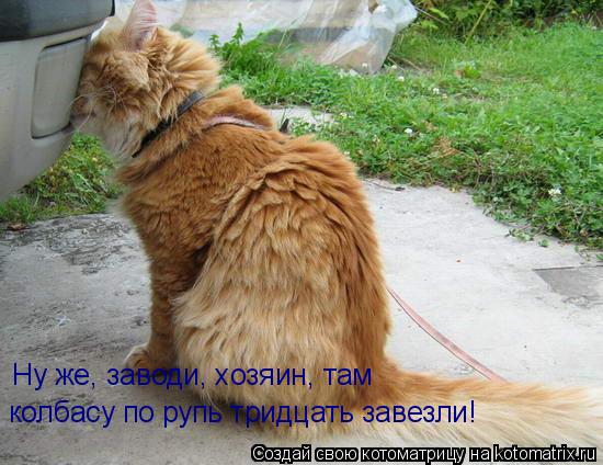 Котоматрица: Ну же, заводи, хозяин, там колбасу по рупь тридцать завезли! Ну же, заводи, хозяин, там  колбасу по рупь тридцать завезли!