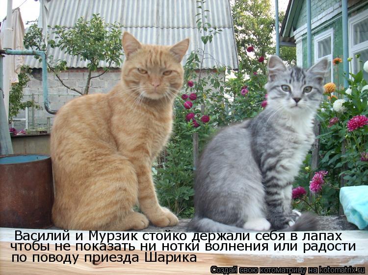 Котоматрица: Василий и Мурзик стойко держали себя в лапах чтобы не показать ни нотки волнения или радости  по поводу приезда Шарика