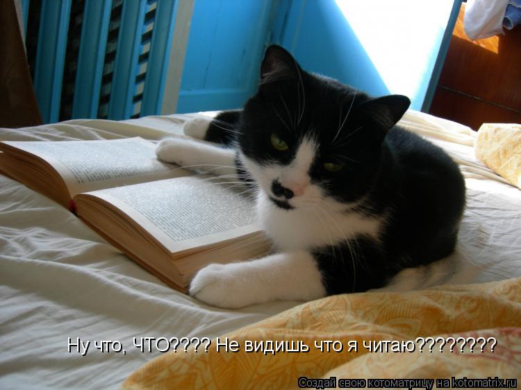 Котоматрица: Ну что, ЧТО???? Не видишь что я читаю????????