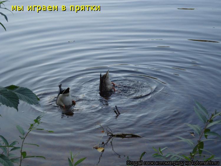 Котоматрица: мы играем в прятки