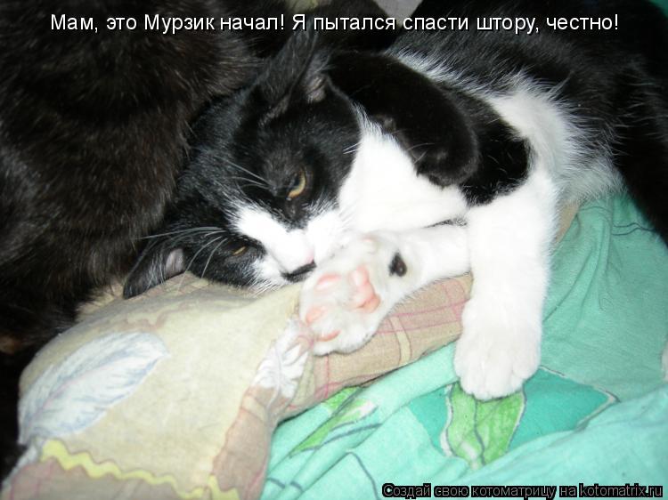 Котоматрица: Мам, это Мурзик начал! Я пытался спасти штору, честно!