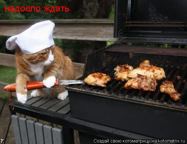 Котоматрица: надоело ждать