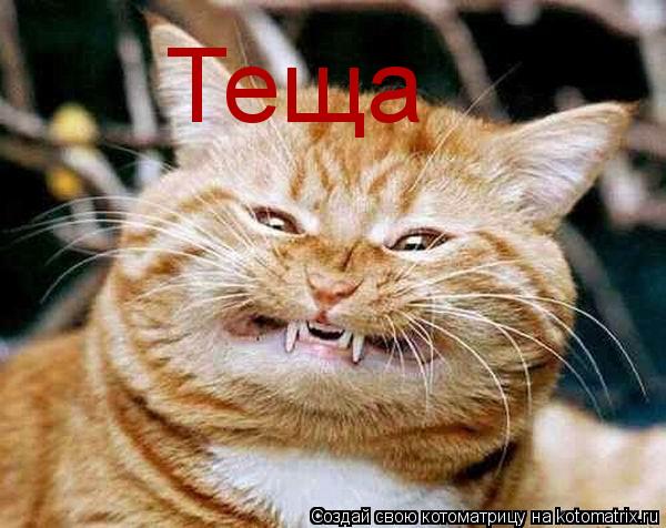 Котоматрица: Теща