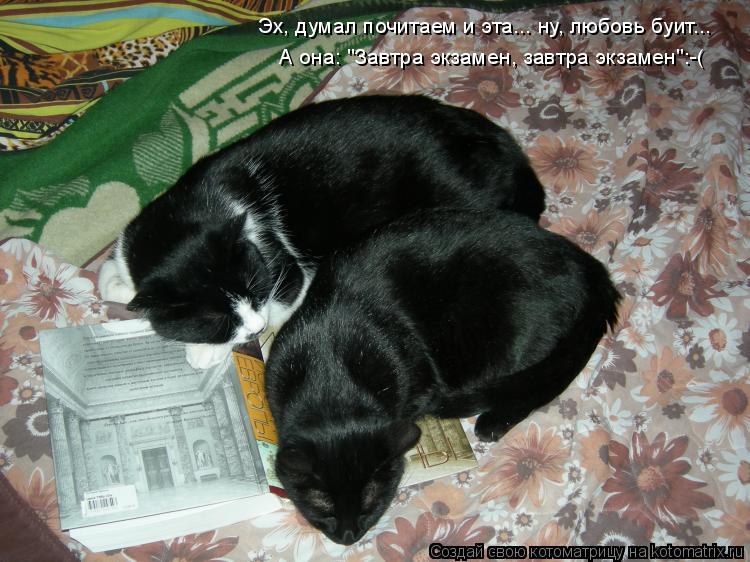 Котоматрица: Эх, думал почитаем и эта... ну, любовь буит...  А она: "Завтра экзамен, завтра экзамен":-(