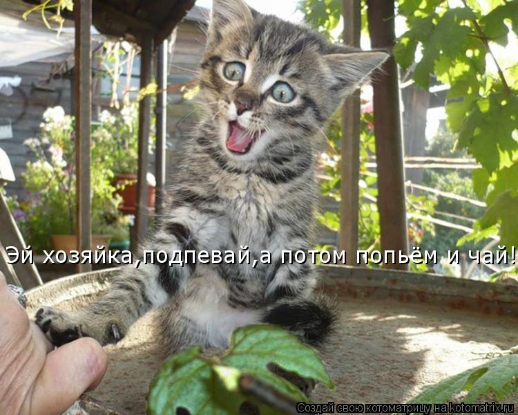 Котоматрица: Эй хозяйка,подпевай,а потом попьём и чай!!!!