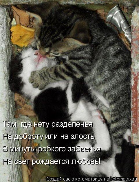Котоматрица: Там, где нету разделенья На доброту или на злость В минуты робкого забвенья На свет рождается любовь!
