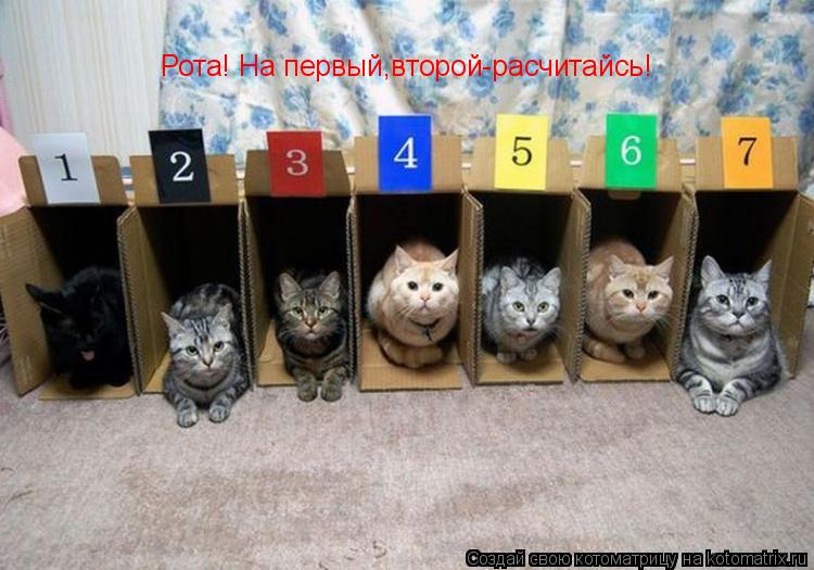 Котоматрица: Рота! На первый,второй-расчитайсь!