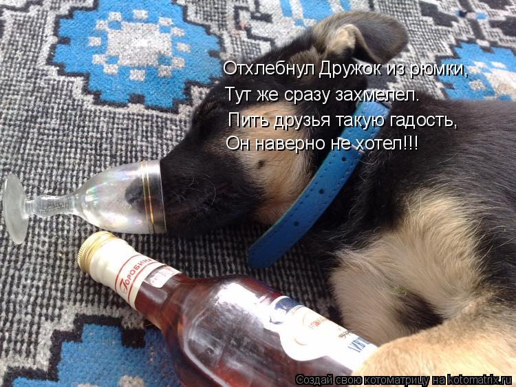 Котоматрица: Отхлебнул Дружок из рюмки, Тут же сразу захмелел. Пить друзья такую гадость, Он наверно не хотел!!!