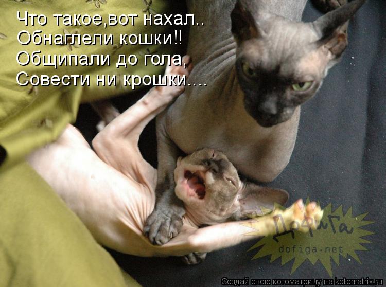 Котоматрица: Что такое,вот нахал.. Обнаглели кошки!! Общипали до гола, Совести ни крошки....