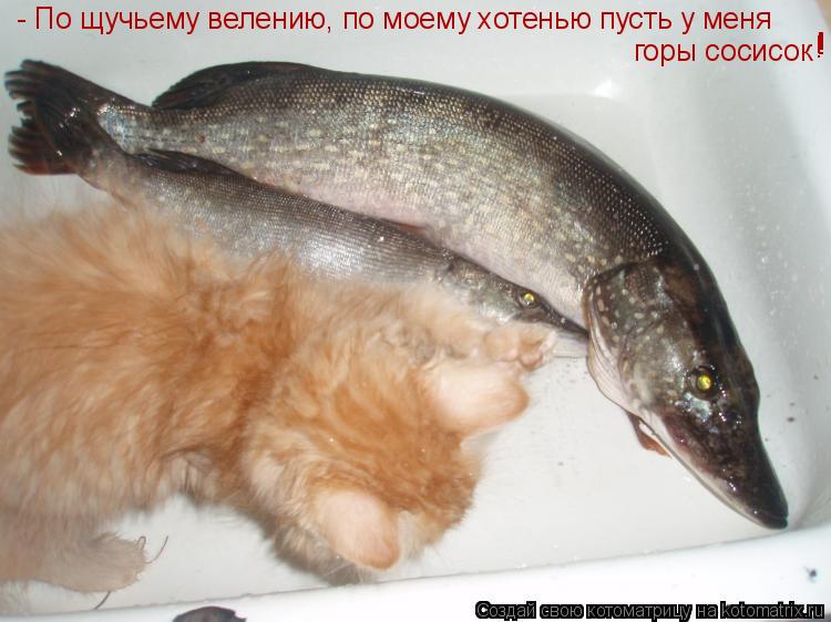 Котоматрица: - По щучьему велению, по моему хотенью пусть у меня горы сосисок ! ! !