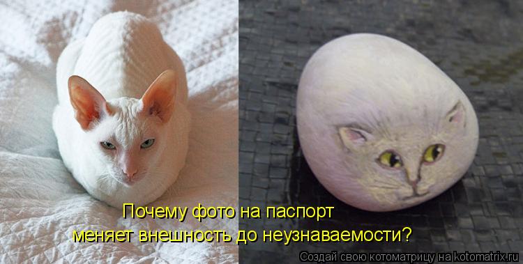 Котоматрица: Почему фото на паспорт  меняет внешность до неузнаваемости?