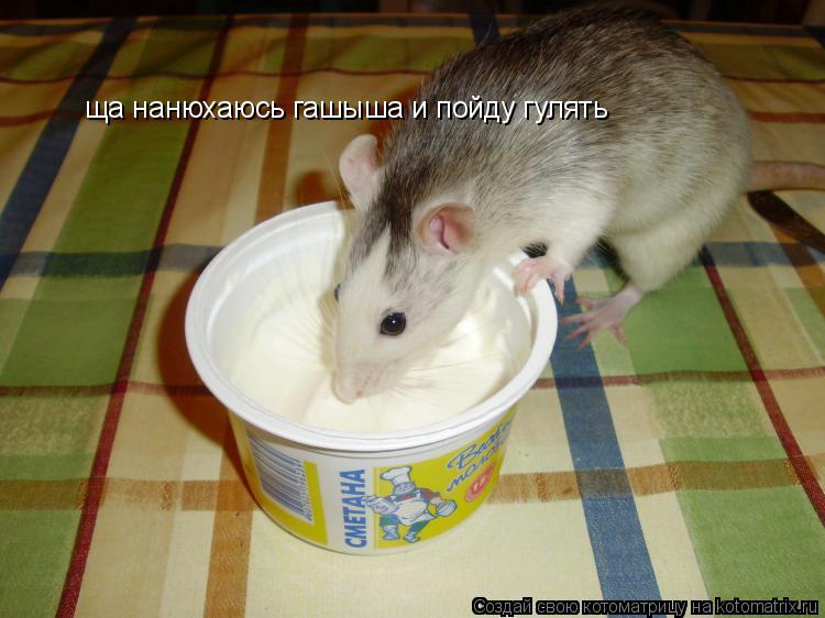 Котоматрица: ща нанюхаюсь гашыша и пойду гулять