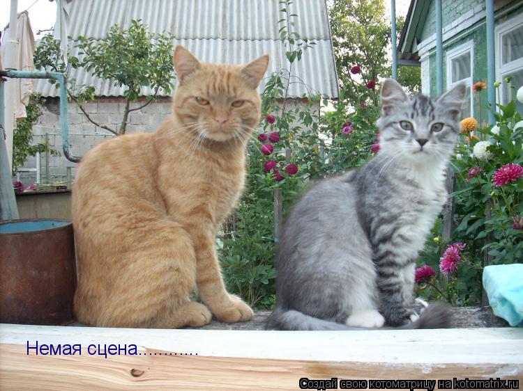 Котоматрица: Немая сцена............