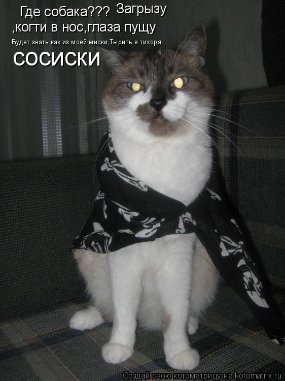 Котоматрица: Где собака??? Загрызу ,когти в нос,глаза пущу Будет знать как из моей миски,Тырить в тихоря сосиски