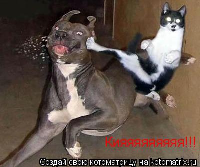 Кияяяяяяяяя!!!... Котоматрица: Кияяяяяяяяя!!!
