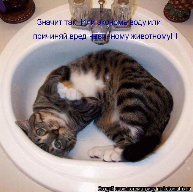 Значит так! Или экономь воду,или причиняй вред невинному животному!!!... Котоматрица: Значит так! Или экономь воду,или причиняй вред невинному животному!!!