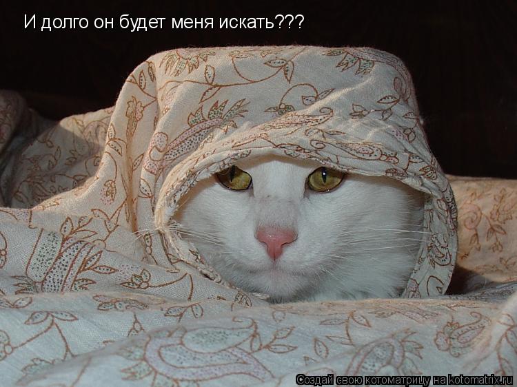 И долго он будет меня искать???... Котоматрица: И долго он будет меня искать???