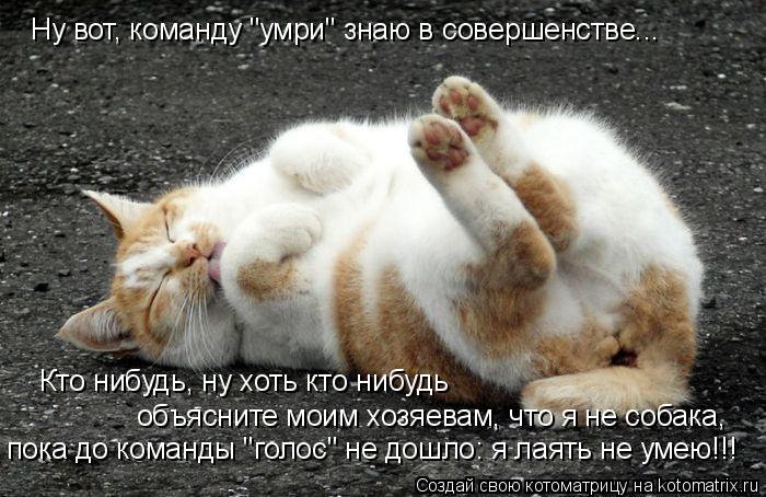 Ну вот, команду "умри" знаю в совершенстве... Кто нибудь, ну хоть кто нибудь объясните моим хозяевам,... Котоматрица: Ну вот, команду "умри" знаю в совершенстве... Кто нибудь, ну хоть кто нибудь объясните моим хозяевам, что я не собака, пока до команды "голос" н