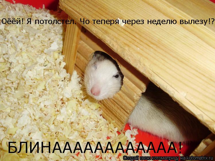Оёёй! Я потолстел. Чо теперя через неделю вылезу!? БЛИНАААААААААААА!... Котоматрица: Оёёй! Я потолстел. Чо теперя через неделю вылезу!? БЛИНАААААААААААА!