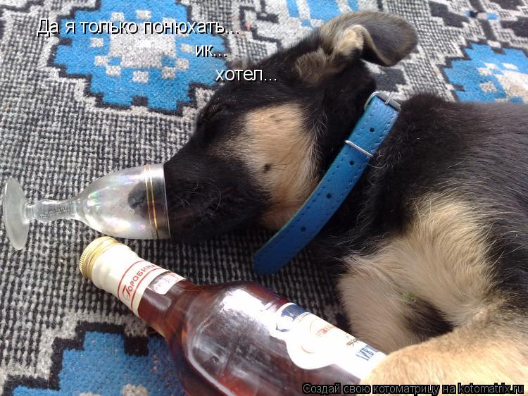 Да я только понюхать... ик... хотел...... Котоматрица: Да я только понюхать... ик... хотел...