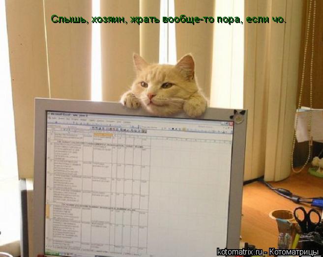 Слышь, хозяин, жрать вообще-то пора, если чо.... Котоматрица: Слышь, хозяин, жрать вообще-то пора, если чо.