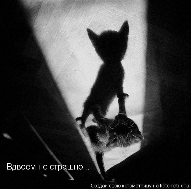 Вдвоем не страшно...... Котоматрица: Вдвоем не страшно...